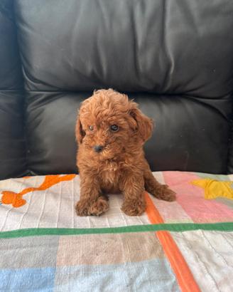 Cuccioli di Barboncino