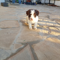 Lagotto romagnolo