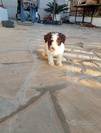 Lagotto romagnolo