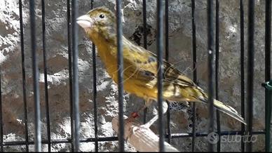 Canarini razza spagnola