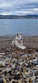 Siberian Husky