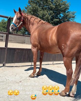 Cavalla quarter horse
