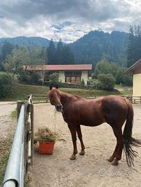 Cavallo Quarter