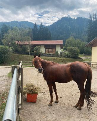Cavallo Quarter