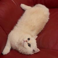 Gatto British