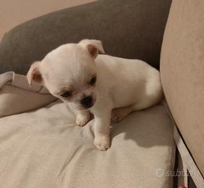 Cucciolo di chihuahua maschio