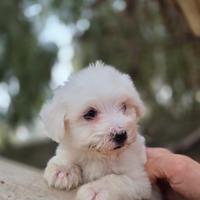 Maltese mini/toy