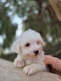 Maltese mini/toy