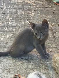 Teneri cuccioli di Gatto