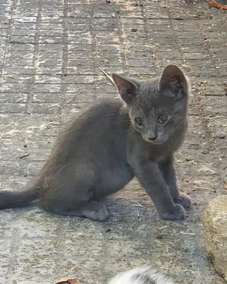 Teneri cuccioli di Gatto