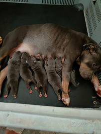 Cuccioli di american Pitt bull terrier
