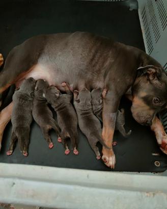 Cuccioli di american Pitt bull terrier