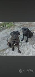 Cuccioli di cane corso