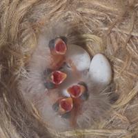 Canarini e Inseparabili roseicollis