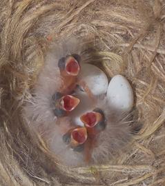 Canarini e Inseparabili roseicollis