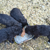 Cuccioli di Cane Fonnese