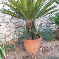 Cycas o cicas