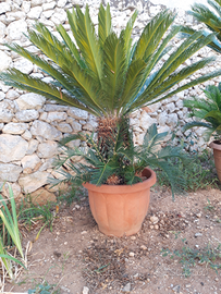 Cycas o cicas