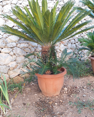 Cycas o cicas