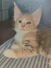Splendida Maine Coon tartarugata 