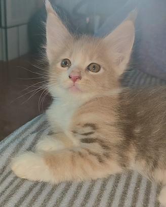 Splendida Maine Coon tartarugata 