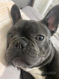 Bulldog francese per accoppiamento