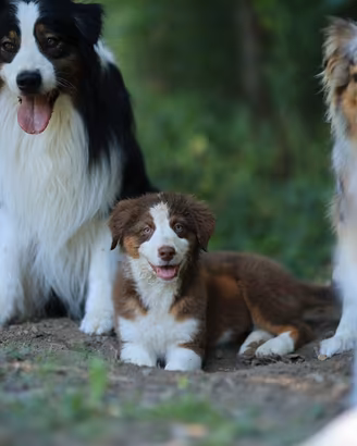 Cuccioli Pastore Australiano con Pedigree