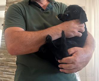 Cucciola Labrador nera femmina ?