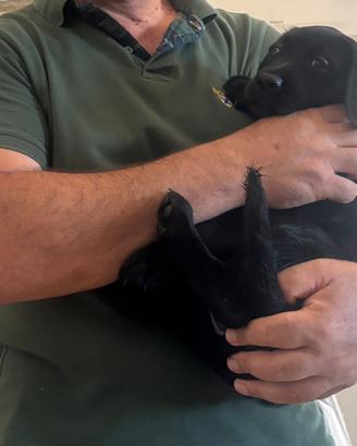 Cucciola Labrador nera femmina ?