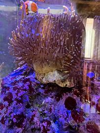 Corallo molle acquario marino talea sarcophyton