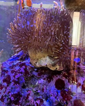 Corallo molle acquario marino talea sarcophyton