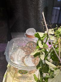 Insetto stecco vietnamita