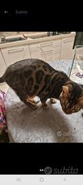 Gatto bengala