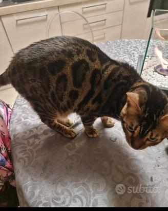 Gatto bengala