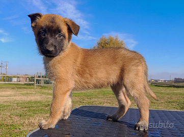 Cucciolo Malinois con Pedigree