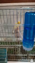 Coppia canarini con uova e gabbia