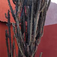 pianta Euphorbia 5m