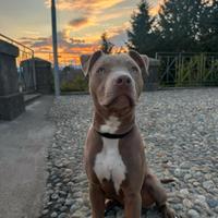 Cucciolotto di pitbull