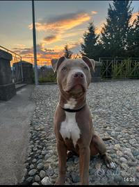 Cucciolotto di pitbull
