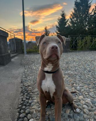 Cucciolotto di pitbull