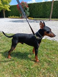 Pinscher maschio con pedigree per accoppiamento