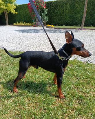 Pinscher maschio con pedigree per accoppiamento