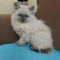 Gatti persiani himalayani