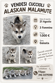 Cuccioli Alaskan malamute