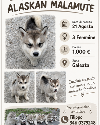 Cuccioli Alaskan malamute