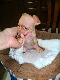 Pinscher Mini Toy da borsetta stupendo sano