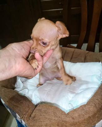 Pinscher Mini Toy da borsetta stupendo sano