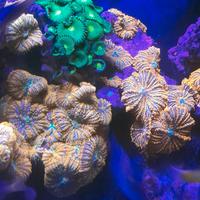 Talee coralli di facile gestione