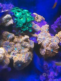 Talee coralli di facile gestione