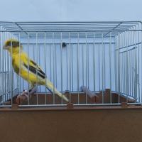 Canarino maschio Timbrado spagnolo